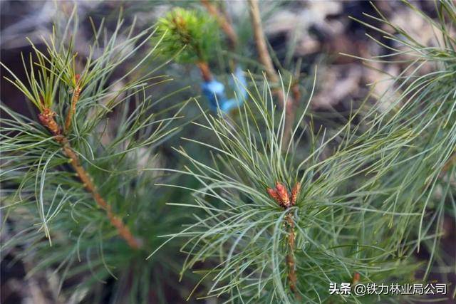 朱广成深入林场所实地查看红松坚果林嫁接栽植情况