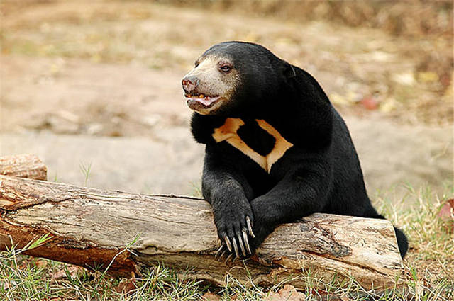 原创云南发现长舌头的熊,尖爪弯曲如镰刀,舌头长25厘米,经常伸出舌头