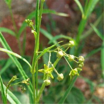 农村这种石头缝的野草,古人称"透骨草",是筋骨止痛良药