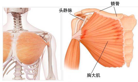 肌肉篇之胸大肌胸小肌