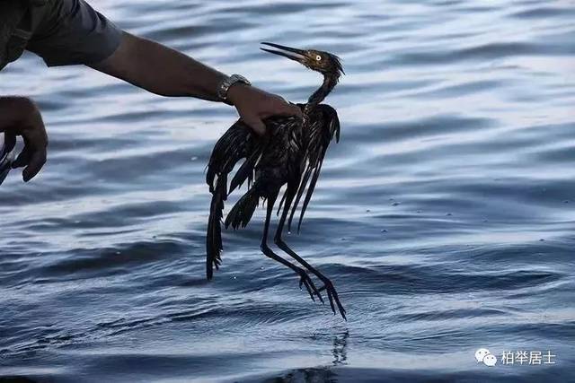 死在受石油污染水中的海鸟