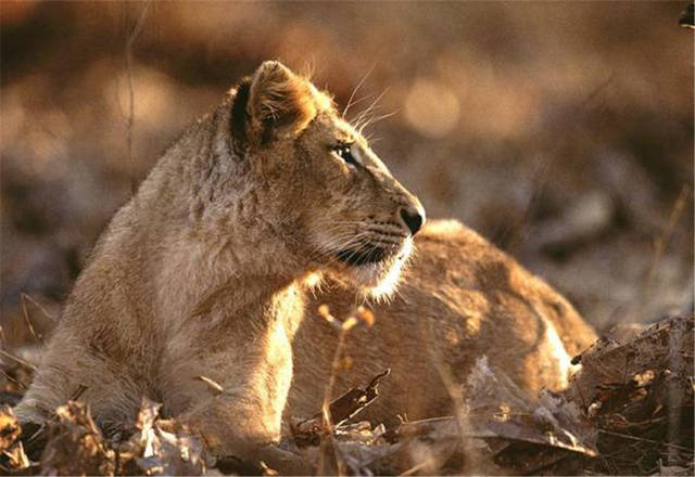 中国有狮子吗?亚洲这块密林,首次发现3只母狮带着7只幼崽喝水