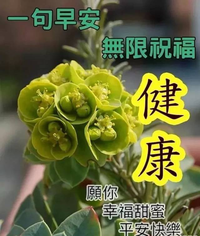 十一月早上好,最新版的早上好祝福句子图片资料大全