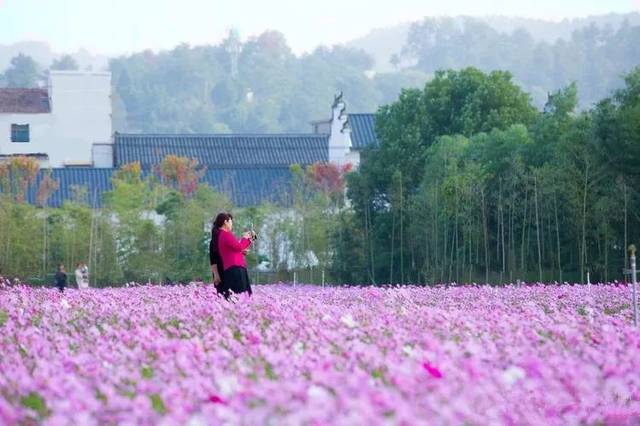 11月的北国已经万物肃杀,梅渚古村边的这一片花海,却依旧花团锦簇.