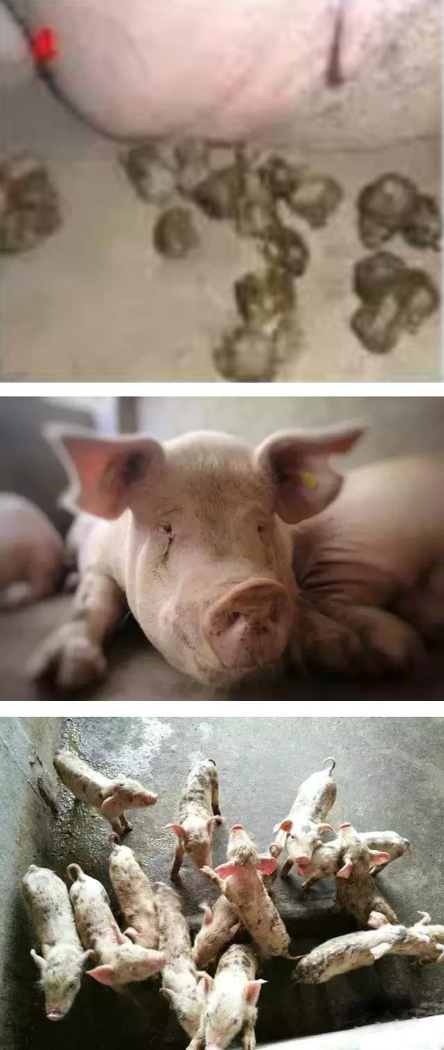 母猪使用发酵中药有哪些好处