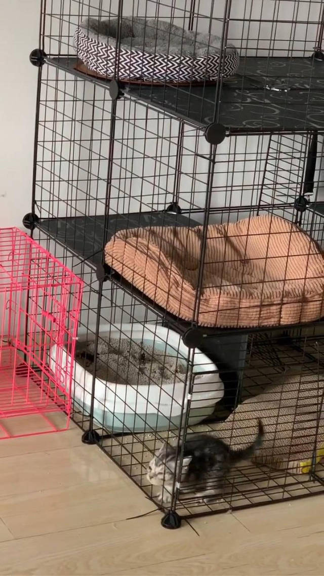 原创猫总是从猫笼跑来出来,男子感到不对劲,安装监控后发现这一幕