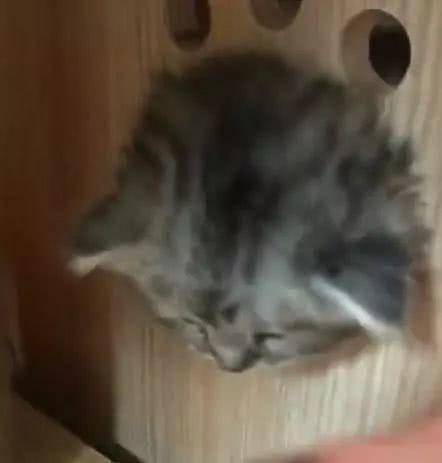 回到家看到小奶猫少一只,主人慌忙寻找,没想到