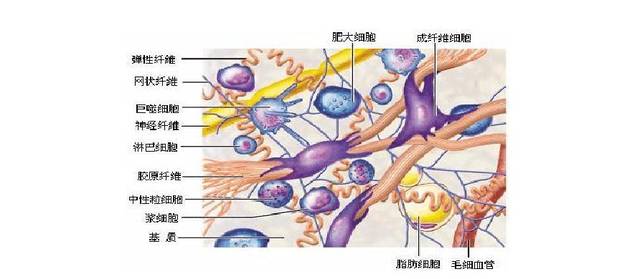 细胞,主要是成纤维细胞,还有真皮微血管内皮细胞(主要负责血液物质