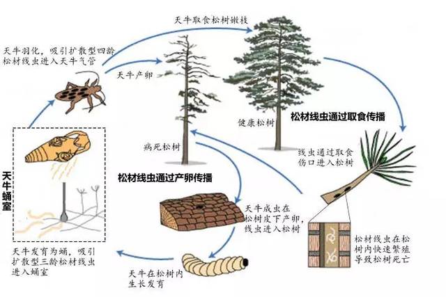 科普:松材线虫病是什么?为什么被称为"森林癌症"