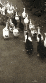 搞笑gif趣图:鸭子都有不正经的!更别说人了