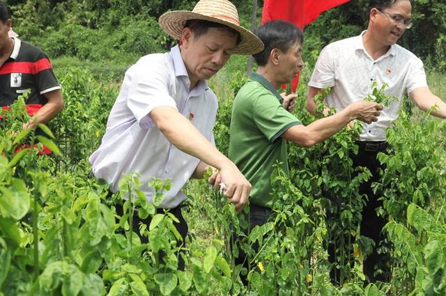 到贫困农户树仔菜种植基地参加义务劳动