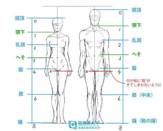 【绘画教程】速写素描人体比例结构详解!