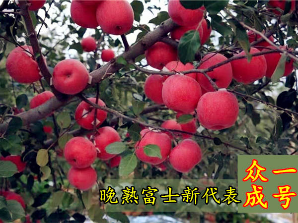 大为农科的"众诚1号","众诚2号"和"众诚3号",青农禾的"昌阳红",博士达