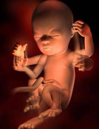 原创3d高清组图播放:孕期胎儿发育全过程,胎宝:百米赛跑跟爸妈见面