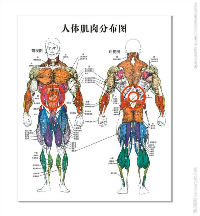 原创人体结构有哪些不合理的地方?没有丁丁骨可能为之最!