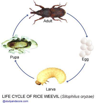 在大米中我们能见到两种米虫,一种乳白色的小虫,另一种则是黑色