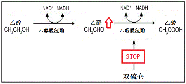 那正牌的双硫仑反应