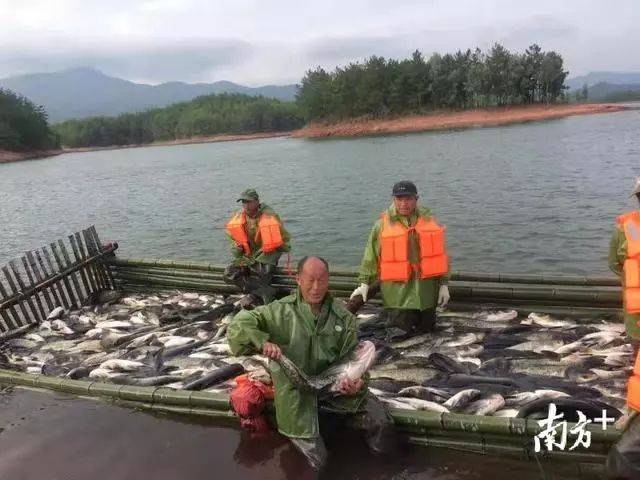 南雄市首届节开网,网捕捞水库鱼1万斤