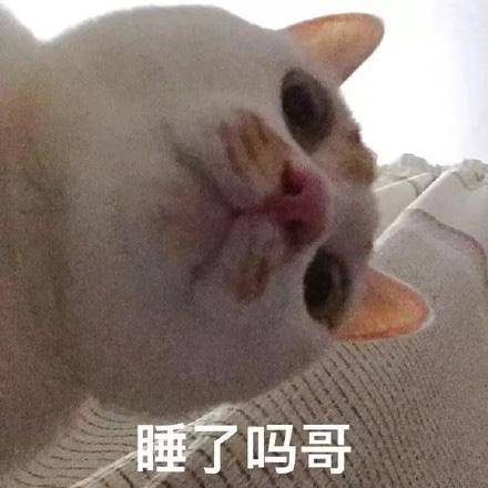 猫咪表情包合集|我没事,我很快乐