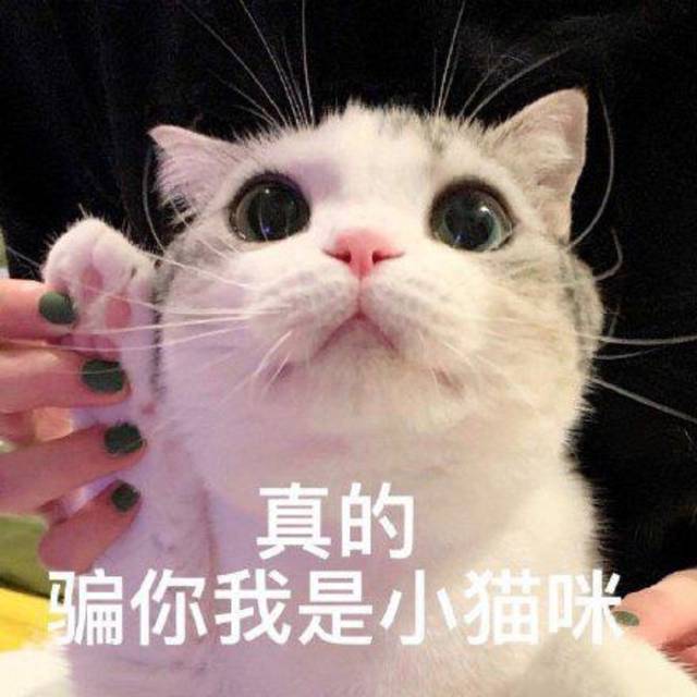 猫咪表情包合集|我没事,我很快乐