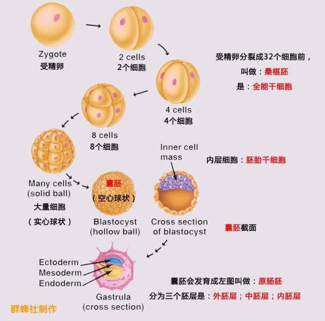 胚胎形成"时间轴":怀孕几周可以看到孕囊,胎心和胎芽?