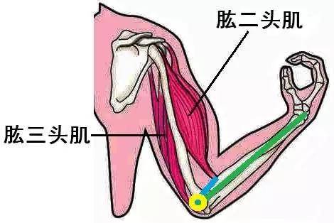 关节功能受限,阻力臂,nsca教材的错误--【补剂品赏】