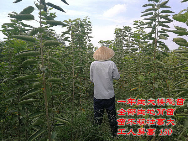 河南适合种植的大樱桃品种介绍