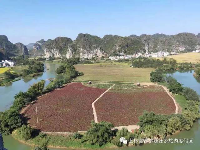 是巷贤镇助农增收的特色产业 导航搜索 邦光 从上林县巷贤镇万加街沿