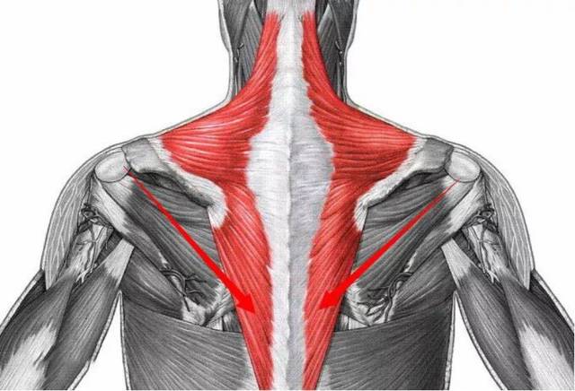 其实 溜肩与肩膀没有任何关系,它是斜方肌上束过度紧张造成的