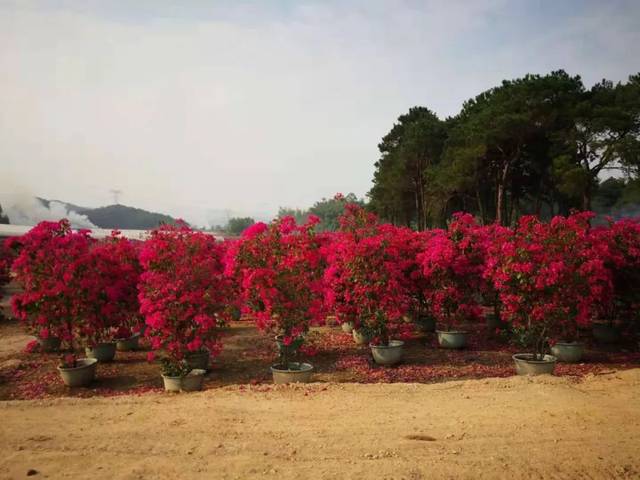 三角梅产业示范区正在建设  "花海农庄"格局展露雏形 是巷贤镇助农