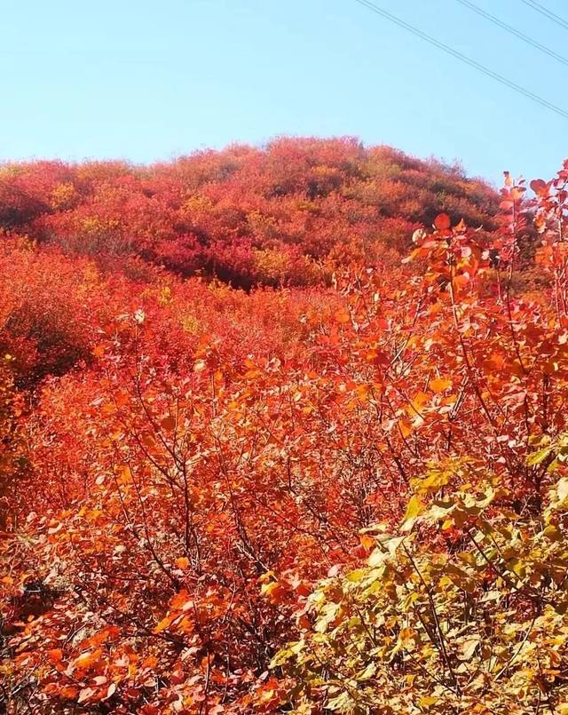 白毛峪,安利隆山庄,主打亲子登山步道,这一段看红叶最美,目前已成