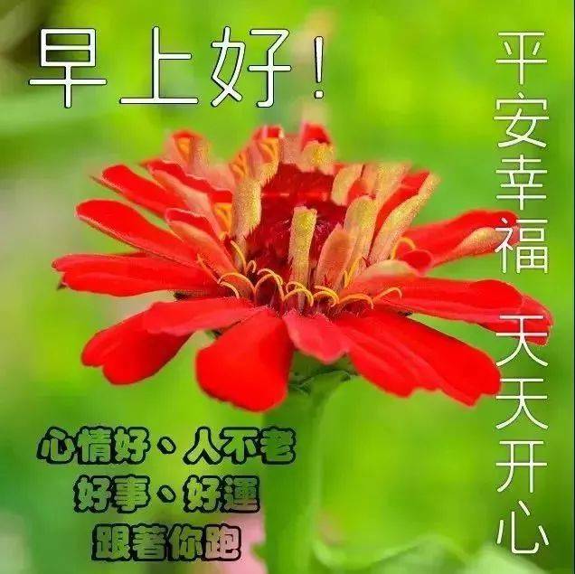 11月9日问候早上好图片带字动态表情 早上好图片问候祝福语句子