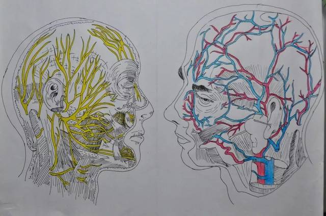 看完医学生的绘画大赛简直爱到骨子里了