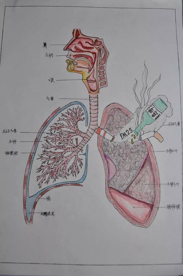 看完医学生的绘画大赛,简直爱到骨子里了