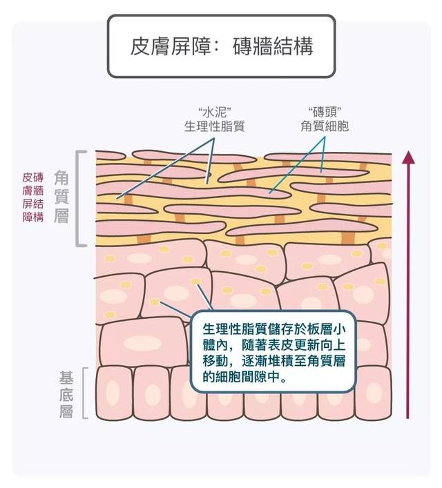 "皮肤表面脂质",实际上包含了两部分: 皮脂腺分泌的,和 表皮细胞分泌