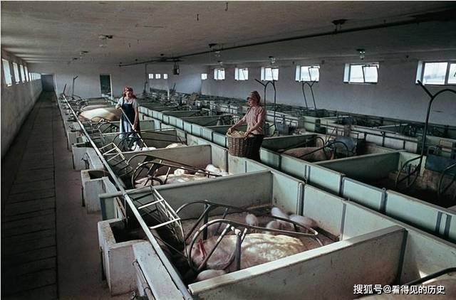1966年,养猪场里的二师兄,德国人对猪肉那是相当喜欢的,无肉不欢.
