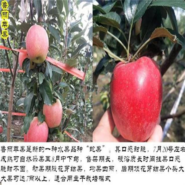 鲁丽苹果苗你了解吗鲁丽苹果苗种植时间鲁丽苹果品种介绍