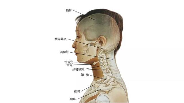 超全!27张高清解剖图带你认识头,面,颈部骨骼及肌肉名称!珍藏!