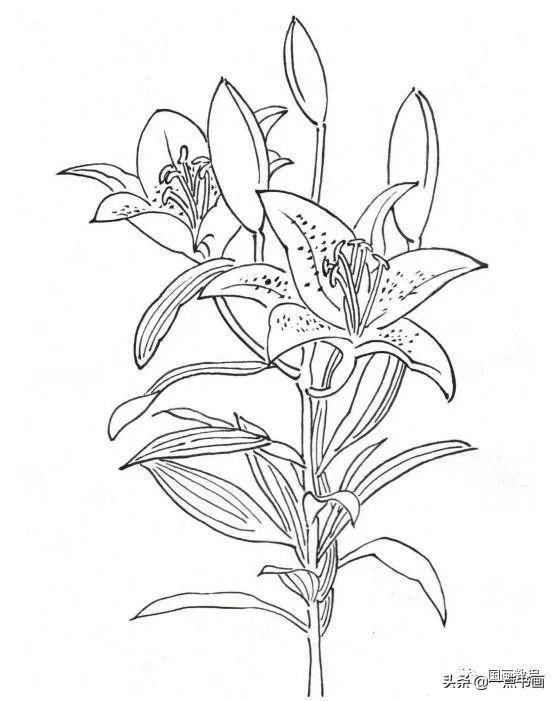 工笔百合花的基础画法详解