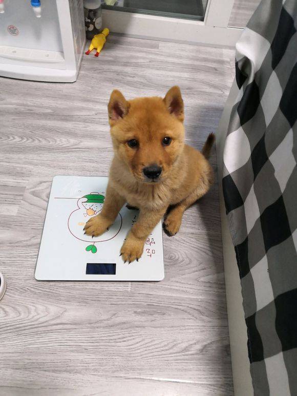 网友想称一下柴犬体重它还不好意思结果还是主动上称了