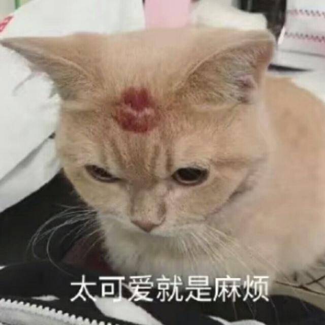 猫咪表情包合集|生活奇奇怪怪,我得可可爱爱