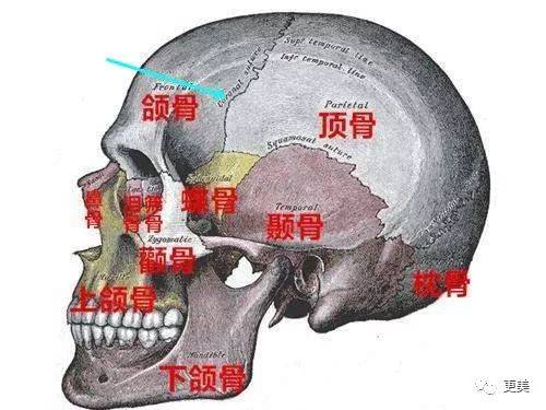 我们头的大小基本固定,因为后半部分的顶骨,枕骨难以改变.