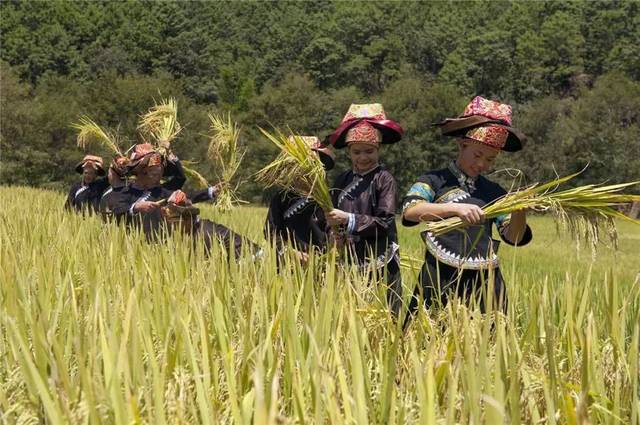 听过壮族尝新节,你知道尝新节的由来吗?