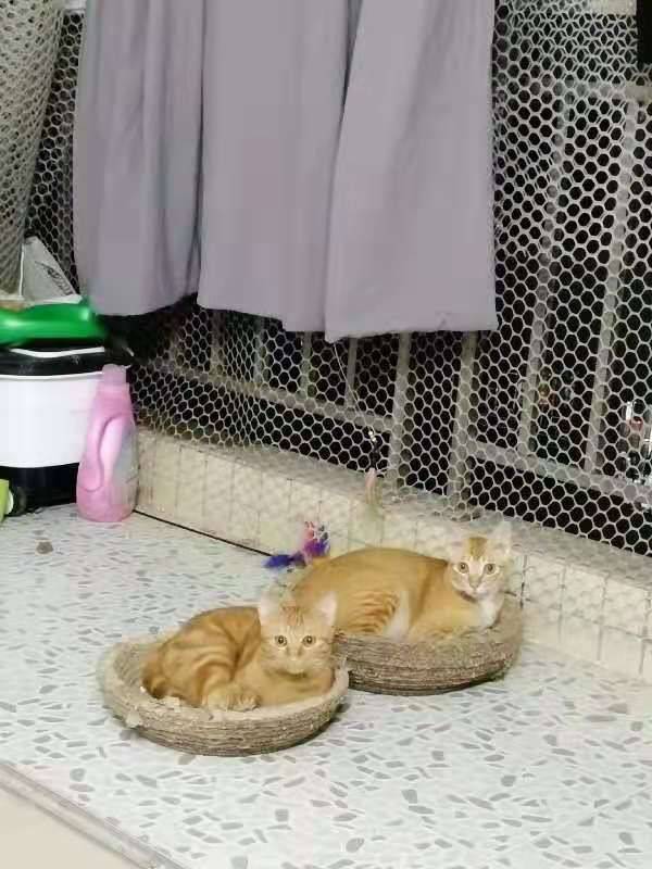 平日里恩爱有加的两位小猫咪,没想到还是是家