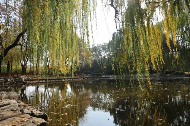 被柳树环抱的中心湖区 垂柳拂风,湖水碧绿,波光粼粼 湖边四周点缀着叠