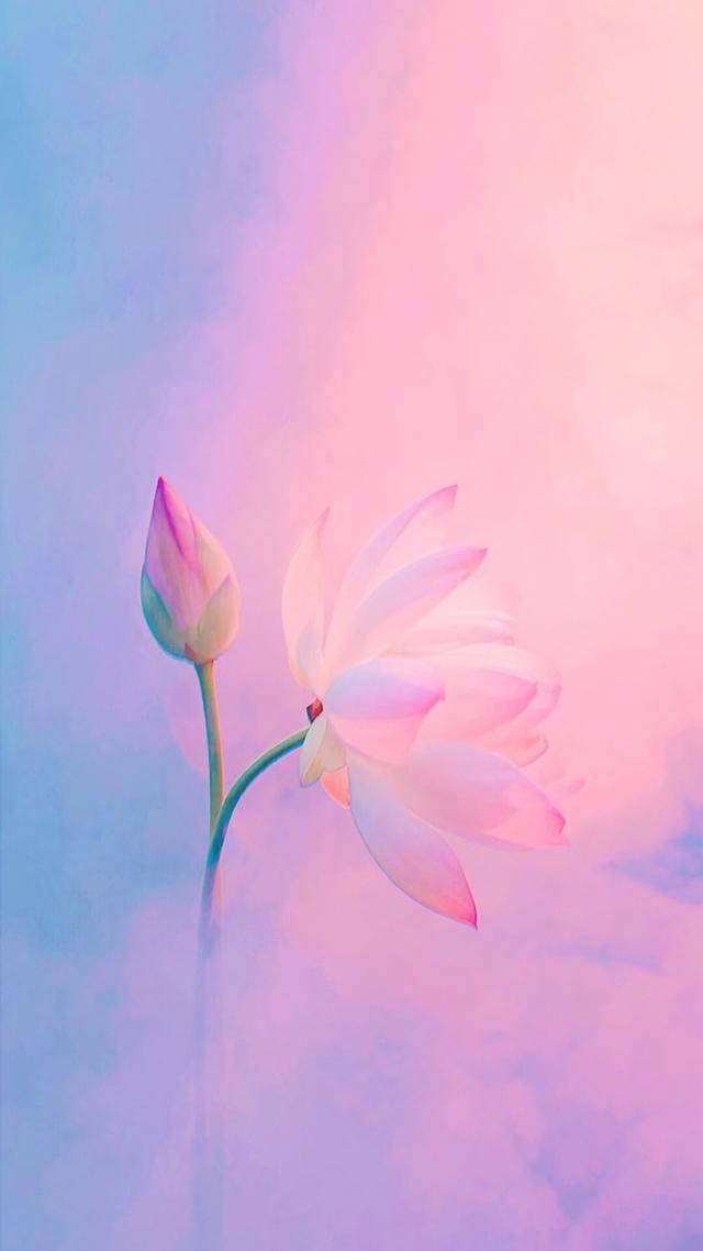 最美手机壁纸,24张高清荷花锁屏壁纸,总有一张是你想要的