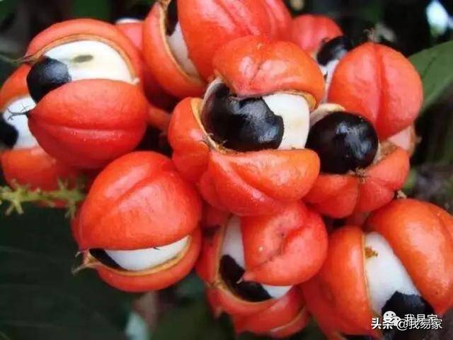 这些罕见的水果,你见过几个?