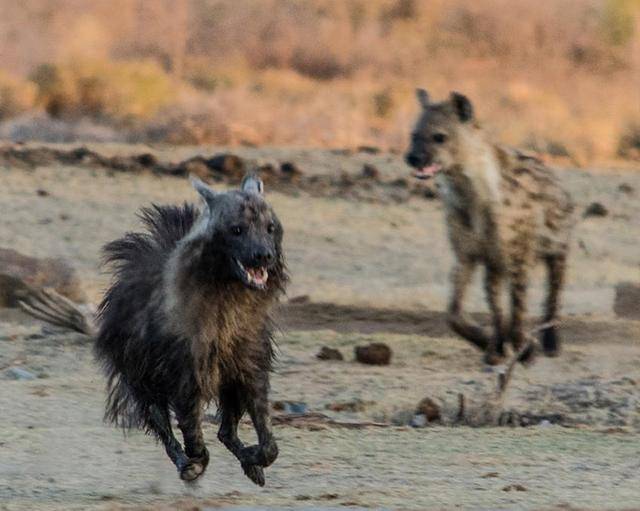 辟谣:斑鬣狗以食腐为主?错,实际上它的"表亲"才是