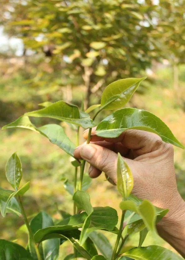 钟渭基谈谈四川野生大茶树