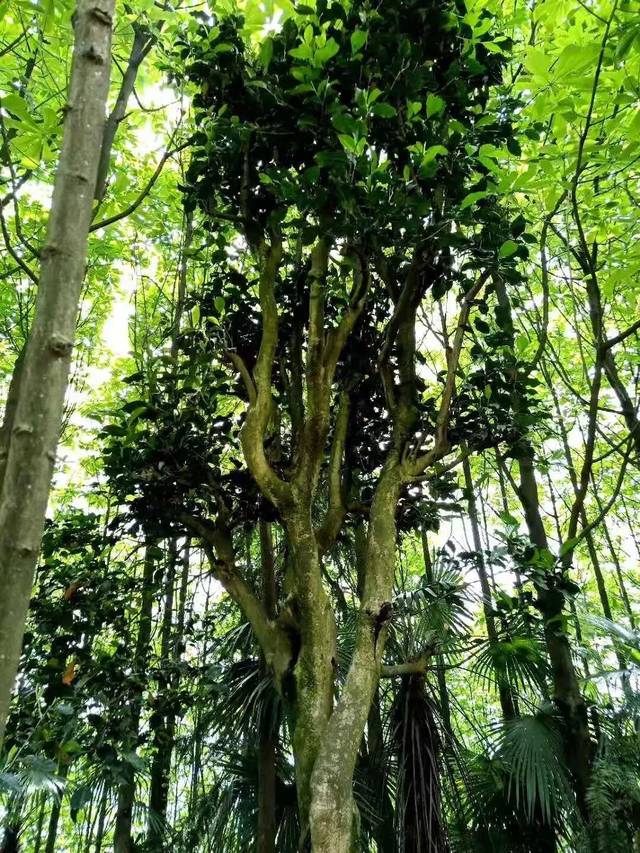 第一次听说四川还有古茶树?钟渭基谈谈四川野生大茶树